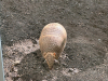 image004