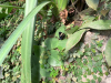 image007