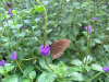 image010