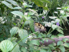 image011